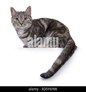 Gatto Shorthair europeo con tortie per adulti espressiva, che si appoggia lateralmente sul bordo con la coda appesa verso il basso. Guardare direttamente nell'obiettivo. isolato su un bianco Foto Stock