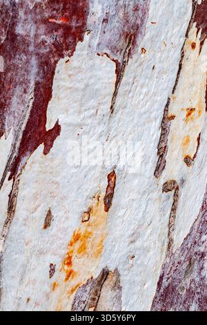 Una foto macro dettagliata che cattura gli strati aspri e peeling della corteccia di un albero, rivelando striature di bianco, rosso tenue e macchie di beneficenza arancio-marrone Foto Stock