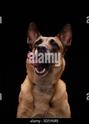 Il cane siede fermo con la lingua curva lateralmente, catturata in un momento di emozione spensierata. Foto Stock