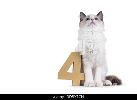 Simpatico gattino Ragdoll seduto accanto a un numero di carta 4. Sembra curioso in alto e lontano dalla fotocamera. Isolato su sfondo bianco, Paesi Bassi Foto Stock