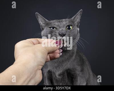 Colpo alla testa di gatto Korat adulto, morso in caramelle tenute da mano umana. Guardare la fotocamera con gli occhi grandi. Isolato su sfondo nero, Paesi Bassi Foto Stock