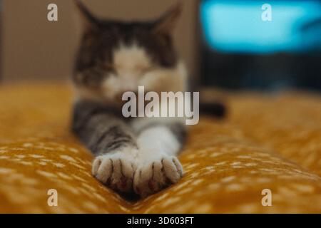 Foto sfocata di un gatto rilassato che si allunga su una coperta gialla. Un bellissimo felino a righe bianche e grigie si rilassa su un caldo plaid, Foto Stock