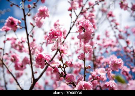 Gruppo di fiori di primavera rosa. Ricchi gruppi di fiori rosa fioriscono sotto il cielo primaverile. Foto Stock