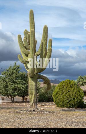 Grandi cactus fuori da una casa nella campagna dello stato dell'Arizona. Foto Stock
