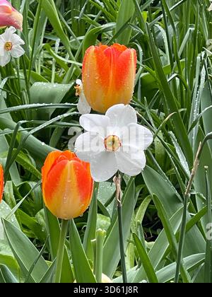 Tulipani baciati dalla rugiada e narcisi che accolgono la prima luce del giorno a Central Park. Foto Stock