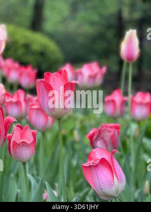 Central Park è illuminata da vivaci letti di tulipani in piena fioritura primaverile. Foto Stock