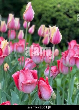 Central Park è illuminata da vivaci letti di tulipani in piena fioritura primaverile. Foto Stock