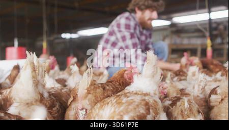Si affollano galline marroni e bianche in stalla, mangiatoie rosse appese, uomo accovacciato in plaid e jeans Foto Stock