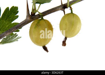 Vista ravvicinata di due uva spina appese da un ramo spinoso su uno sfondo bianco brillante. I frutti maturi sono di colore giallo-verde pallido. Foto Stock