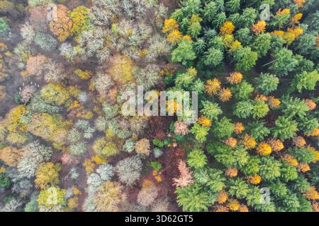Vista aerea di un vibrante mix di alberi sempreverdi e decidui, le loro foglie brillano di sfumature autunnali, creando un contrasto incredibile, il Chilterns AON Foto Stock