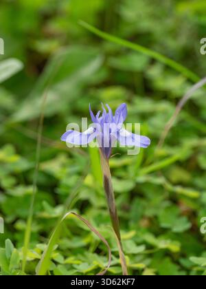 La noce barbaresca (Moraea sisyrinchium) è comune in primavera nella penisola di mani, nel Peloponneso, in Grecia Foto Stock