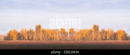 Ampia fotografia panoramica orizzontale che mostra una vivace linea dorata della foresta autunnale contro un cielo limpido, con un campo di lavorazione scuro in primo piano. Ideale per lo sfondo, lo spazio per le copie e la stagione. Foto Stock