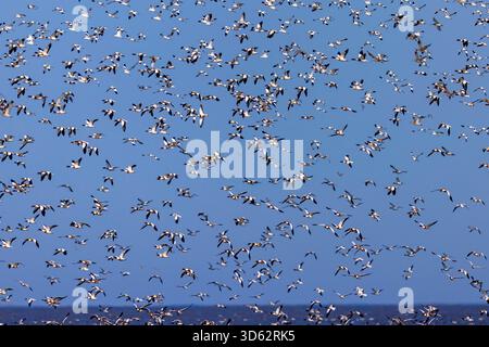 Riparo comune (Tadorna tadorna), sciame enorme, che vola dalle distese fangose in alta marea, Paesi Bassi, Frisia, Westhoek Foto Stock
