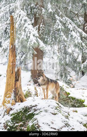 Il lupo grigio europeo (Canis lupus lupus) si erge su una collina nella foresta invernale e si affaccia intorno, Germania, Baviera Foto Stock