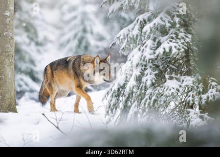 Il lupo grigio europeo (Canis lupus lupus) attraversa la foresta invernale, in Germania, in Baviera Foto Stock