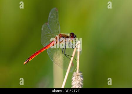 Simpetrum dell'Europa orientale (Sympetrum depressiusculum), uomo seduto su una lama d'erba, Paesi Bassi, Overijssel, Parco nazionale Weerribben-Wieden Foto Stock