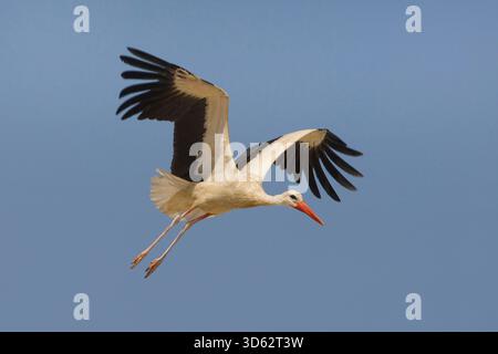 Cicogna bianca (Ciconia ciconia), in volo, Oman, Dhofar Foto Stock
