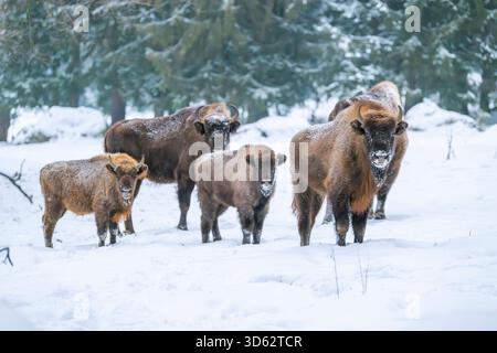 Bisonte europeo, wisent (Bison bonasus), Una mandria di bisonti si trova in una radura nella neve., Germania, Baviera Foto Stock