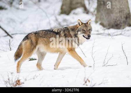 Il lupo grigio europeo (Canis lupus lupus) attraversa la foresta invernale, in Germania, in Baviera Foto Stock