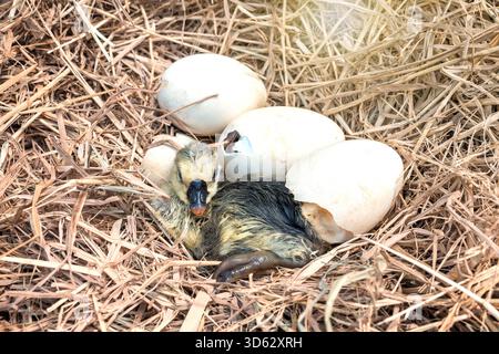 Shi Tou Grey Goose neonato. Piccole piume bagnate appena gosling si schiude dall'uovo nel nido sul pagliaio. Foto Stock