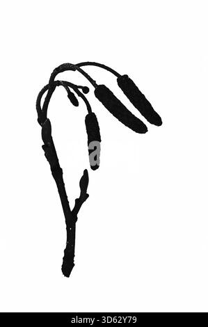 Silhouette monocromatica grafica dello stelo dell'ontano comune con tre gatti maschi Foto Stock