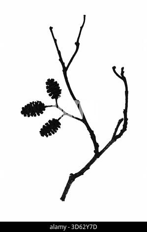 Silhouette monocromatica grafica dello stelo dell'ontano comune con tre gatti femminili Foto Stock