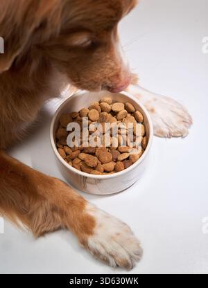 Un Retriever Tolling Retriever di anatra della nuova Scozia cela una ciotola su un tavolo, mostrando interesse e curiosità. I cani hanno concentrato l'azione e la prospettiva da vicino Foto Stock