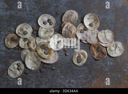 Onestà. I semi raccolti dai cialde di semi a forma di disco argenteo della pianta in fiore, Lunaria annua. Foto Stock