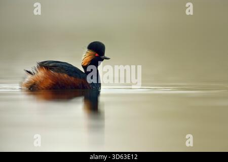 Grebe a collo nero / Grebe a orecchie / Schwarzhalstaucher ( Podiceps nigricollis ), adulto in abito da riproduzione, occhi rossi brillanti, nuoto in acque calme, vicino, Europa. Foto Stock