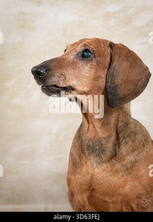 Ritratto di un cane anziano su uno sfondo chiaro, che non si vede bene in primo piano Foto Stock
