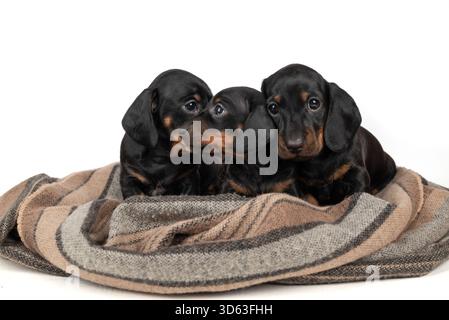 Tre cuccioli di Dachshund neri e abbronzati appoggiati su una morbida coperta. Foto Stock