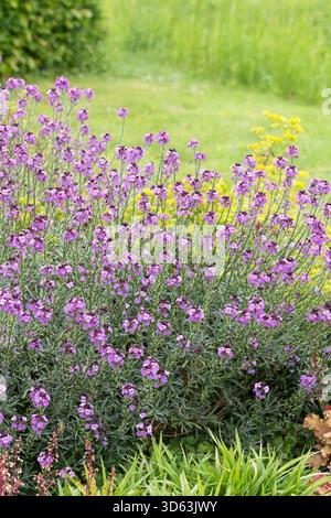 Goldlack, Erysimum Bowles Mauve Foto Stock