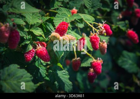 Primo piano di tayberries mature con un soffice sfondo sfocato (bokeh). La bassa profondità di campo enfatizza i colori e il testo vivaci del frutto Foto Stock