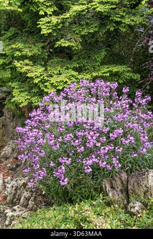 Goldlack, Erysimum Bowles Mauve Foto Stock