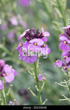 Goldlack, Erysimum Bowles Mauve Foto Stock