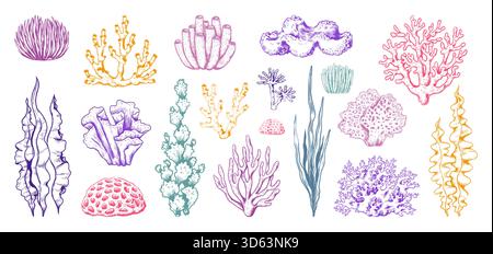 Barriera corallina marina. Alghe marine e alghe. Alghe subacquee. Elementi botanici decorativi dell'oceano tropicale. Oggetti vegetali dell'acquario. laminaria sottomarina. Insieme di illustrazioni isolate dello schizzo vettoriale Illustrazione Vettoriale