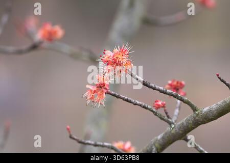 Rotahorn, Rotahorn, Acer rubrum, männliche Blüte Foto Stock