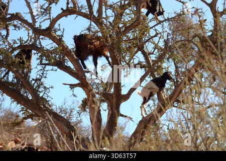 CAPRE CHE SI NUTRONO DI UN ALBERO DI ARGAN. Foto Stock
