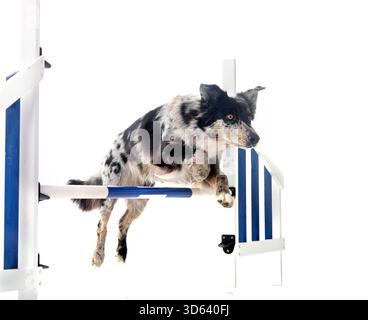 pastore australiano che salta di fronte a sfondo bianco Foto Stock