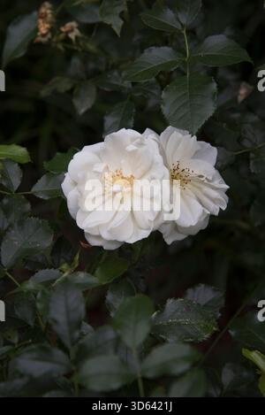 Tappeto rosa Flower bianco (coperchio a terra rosa) Foto Stock