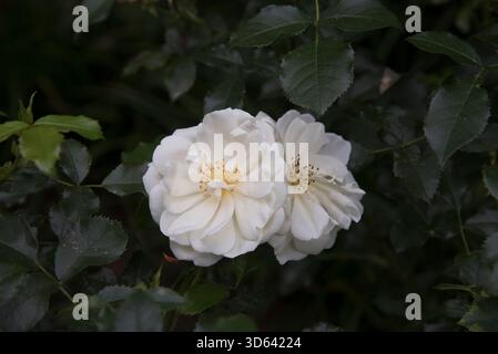 Tappeto rosa Flower bianco (coperchio a terra rosa) Foto Stock