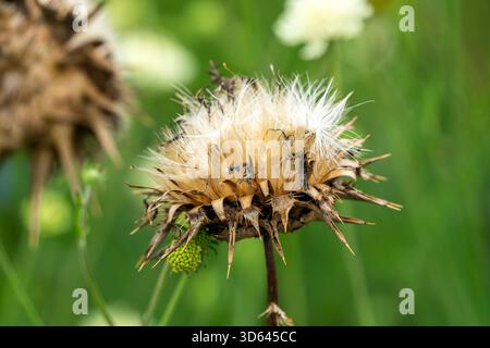 Cynara cardunculus testa di semi essiccati una pianta autunnale estiva fiorita con un cardo viola come il fiore estivo comunemente noto come cardoon o glob Foto Stock