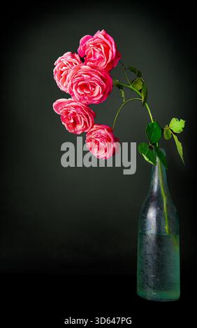 Stelo di rose rosa in bottiglia vintage Foto Stock
