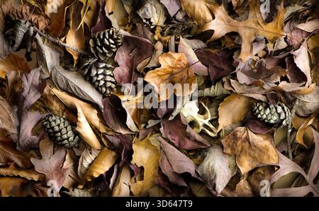 Cranio di scoiattolo, coni di pino e foglie di pino americano, faggio americano, tulipani, quercia rossa e altri alberi sul fondo della foresta in autunno nel centro Foto Stock