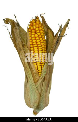 Pannocchie di mais con bucce isolate. Primo piano. Foto Stock