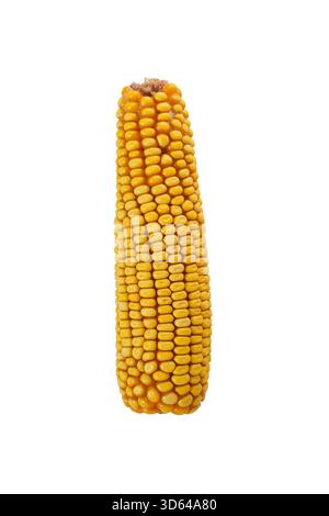 Pannocchie di mais secche isolate su sfondo bianco. Primo piano. Foto Stock