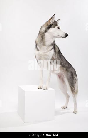 Il Siberian Husky guarda da parte mentre si trova su una scatola in uno spazio bianco pulito. Foto Stock