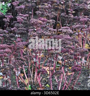 Fiori autunnali di sedum rosso lievitato Hylotelephium telephium (gruppo Atropurpureum) "Purple Emperor" giardino inglese novembre Foto Stock