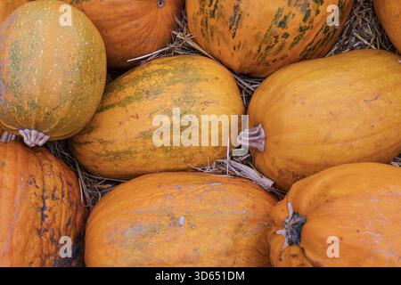 Zucche miste in un pelo rustico, che presenta vivaci varietà arancio e verde con texture naturali e dettagli della raccolta autunnale. Foto Stock