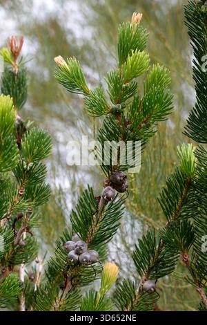 Cialde di semi di Calothamnus quadrifidus. Foto Stock
